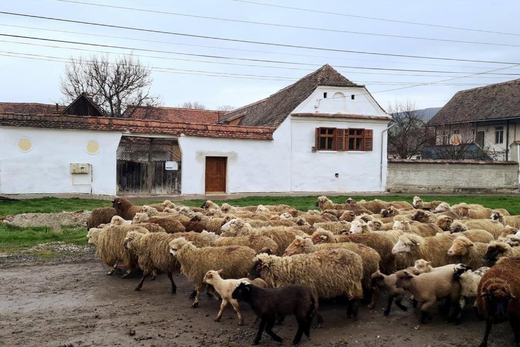 Haus Rether - Transylvanian Guesthouse Bunesti  Exterior photo