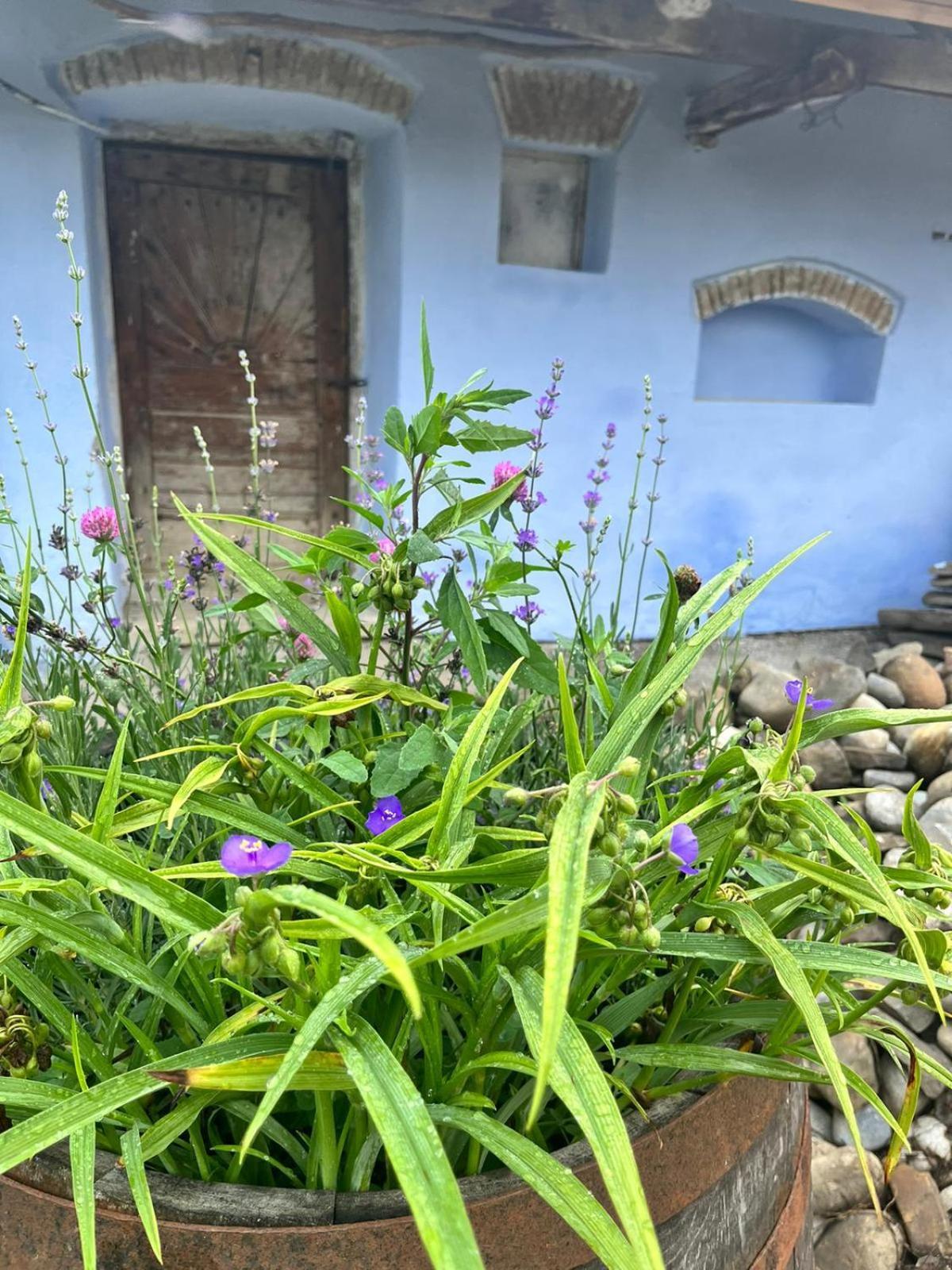 Haus Rether - Transylvanian Guesthouse Bunesti  Exterior photo